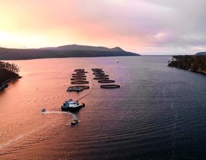 Blokada ribogojilišta - Spriječili brod da ribu iskrca u kaveze