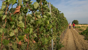 Suša u zadarskom zaleđu dovodi vinare do očaja