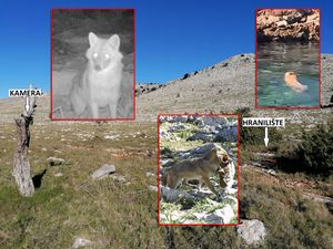 VIDEO Otkrivamo kako su zvijeri koje ubijaju stoku prvi put u povijesti stigle na Kornate!