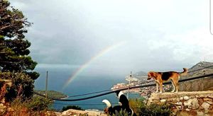 Pod okriljem noći misteriozno nestale strvine pasa na brdu iznad Dubrovnika - pozvani policija i DORH