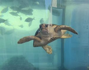 Sjajan oporavak traumatizirane kornjače - Dančea se uskoro vraća u divljinu!