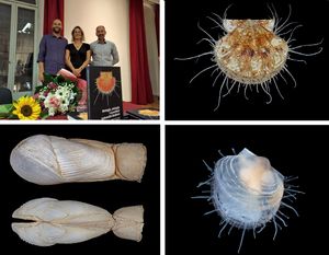 Jadranski školjkaši kojih je više od 250 vrsta, napokon dobili knjigu!