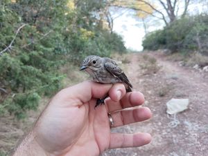 Završetak prstenovačkog kampa i predavanje o galebovima u NP Mljet
