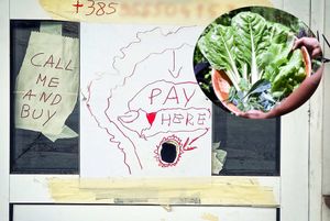 BANKOMAT ZA BLITVU Zanimljiva inovacija s Brača