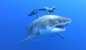 Alarmantno stanje: U Jadranu je ugroženo čak 70 posto raža i morskih pasa