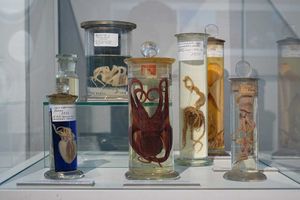 FOTO U Krku otvorena izložba Blago pod površinom Kvarnera: Mekušci u kvarnerskom podmorju