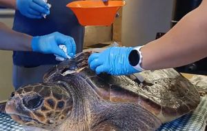 VIDEO Pogledajte kako hrvatski stručnjaci spašavaju oklop nastradale glavate želve