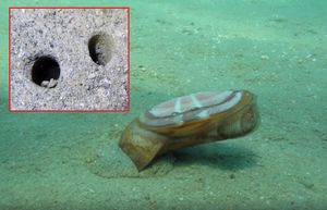 MORSKI SVIJET Sunčev izlazak - Neobična školjka koja živi ukopana u pješčanom tunelu