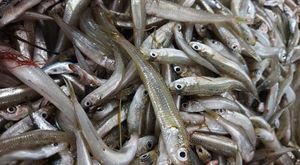 Gavuni se prodaju na deke - 100 grama deset kuna! Hoće li se uskoro srdele prodavati po komadu?