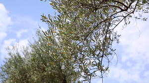 Obavijest maslinarima: Vremenski uvjeti pogoduju  jačem napadu muhe i infekciji paunovim okom