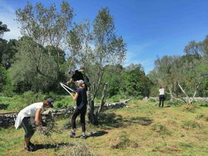 Uključite se u program čišćenja zapuštenih maslinika