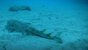 Zadnja nada za spas morskog psa anđela - 'Ne dajmo im da odu u tišini!'