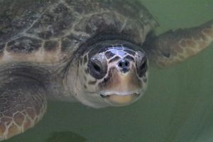 U posljednjih 30 godina ilegalno je ubijeno više od 1,1 milijun morskih kornjača