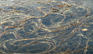 Raznolisni krocanj u dolini Neretve blokirao vodne putove