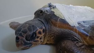 Uz sav trud stručnjaka, ova želva nije preživjela - Ozljede su ipak bile preteške