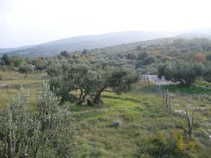 Rezao masline na Hvaru električnom brusilicom, pa se teško ozlijedio