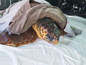 Uginula glavata želva koju su hrabri šibenčani izvukli iz ilegalne ribarske mreže