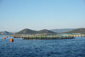 Zadarska tvrtka jedina na svijetu uzgaja zubace