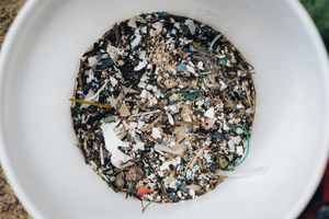 Borba protiv onečišćenja plastikom krije se u slini voštanih crva