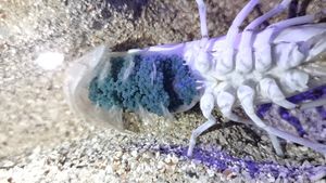 FOTO Presvlačenje škampa ovih dana moglo se vidjeti i u pulskom Aquariumu