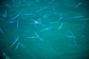 Pronašli efikasno rješenje za kontrolu invazivnih vrsta