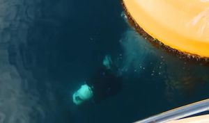 Na morskom dnu, s južne strane Ošljaka oko umjetnoga grebena, stvorio se jedan novi svijet