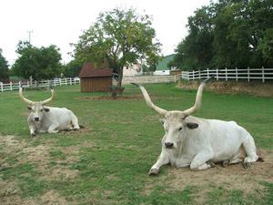 Meso istarskog goveda boškarina i Samoborska češnjovka su dva nova hrvatska proizvoda zaštićenog naziva u Europskoj uniji