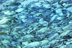 SVJETSKI DAN RIBARSTVA - WSO: "Hrvatska ide u smjeru uspostave održivosti"