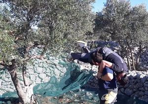 URNEBESAN VIDEO Otočani demonstrirali urnebesan način branja maslina