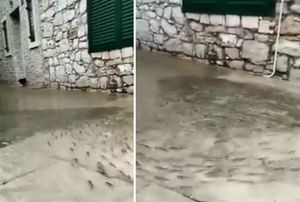 VIDEO Tko kaže da nema ribe u Jadranu? Plivaju dalmatinskim kaletama!