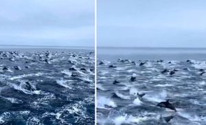 VIDEO Nevjerojatna snimka "stampeda dupina" izmamit će vam osmjeh na lice