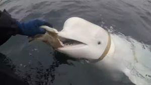 VIDEO Norveška planira izgraditi utočište za Hvaldimira, kita 'špijuna' koji je došao s hladnoće - Kit je zaintrigirao i Netflix