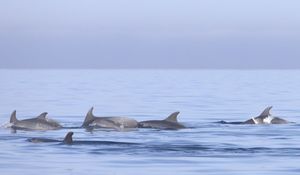 FOTO Velika obitelj dupina između otoka Silbe i Grebena