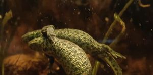 VIDEO Iberijski rebrasti vodenjaci uhvaćeni u 'akciji'