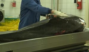 AUTOPSIJA PLISKAVICE Krv, rane, tragovi zuba i sumnjivo unakažena peraja