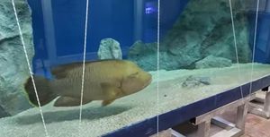 Riba Napoleon nakon karantene uplivala u izložbeni bazen