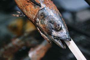 Kakvu su zapravo ribu jeli naši daleki preci? Znanstvenici došli do zanimljivih otkrića