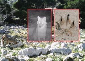 Ministarstvo poljoprivrednicima: "Gradite električne ograde!" - Za sprječavanje štete od divljači 4 milijuna kuna