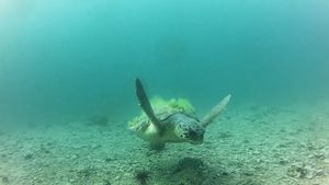 Istraživanje ponašanja, pravaca kretanja i brojnosti glavatih želvi i Jadranu