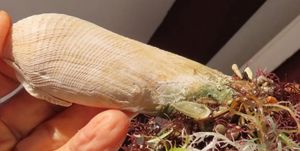 Talijanska srednja škola Rovinj-Rovigno predstavit će projekt zaštite školjkaša kamotočca