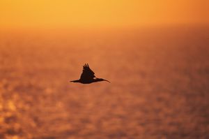 Uočena ženka ćelavog ibisa Gipsy, umjesto prema zapadu, nastavila prema jugu