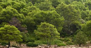 HTZ izdvaja više od 1,2 milijuna kuna za sadnju stabala u 116 turističkih zajednica