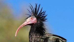 Iznimno rijetka i zaštićena ptica malo se odmorila u Kruševu, na svom putu prema jugu