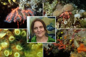 Ravnateljica Instituta za more i priobalje: "Stanje u našem moru još uvijek je ne dobro, ne zadovoljavajuće, nego odlično!"