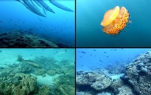 Usvojen novi Globalni okvir za bioraznolikost kopnenih i morskih područja