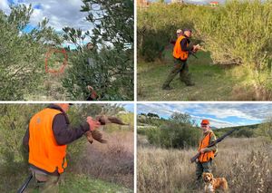 VIDEO Ljudi beru masline, a naoružani lovci se šeću privatnim posjedima i prijete beračima: "Nitko im ništa ne može!"