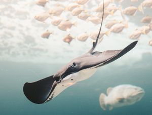 Dogovoren sporazum kojim bi se trebalo zaustaviti izumiranje vrsta do 2030. godine, ali...