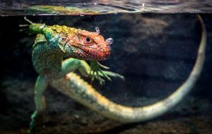 Fosil pokazao da su gušteri stariji 35 milijuna godina nego se ranije smatralo