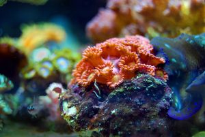 Polovina svih koraljnih grebena je izumrla - Svakih 10 minuta neka vrsta zauvijek nestane