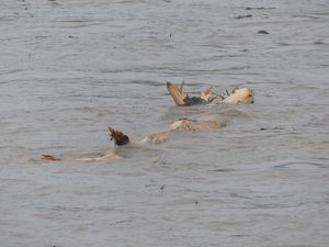 FOTO Broj žrtava u poplavama na Filipinima porastao na 13